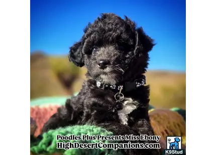 a aussiedoodle dog sitting on grass