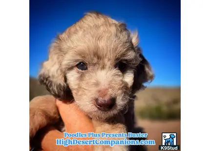 a aussiedoodle puppy being held by a person