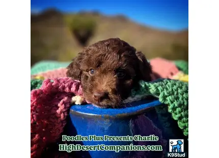 a aussiedoodle dog in a bowl of water