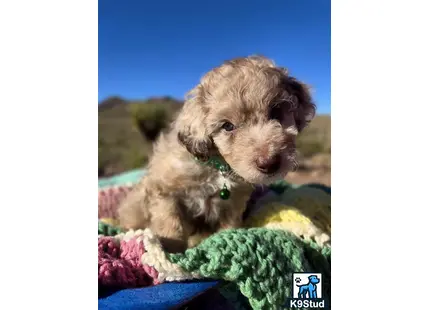 a aussiedoodle dog lying on a blanket