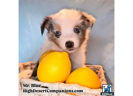 a australian shepherd dog holding a bunch of lemons
