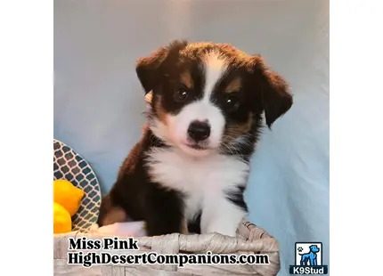 a australian shepherd dog sitting on a couch