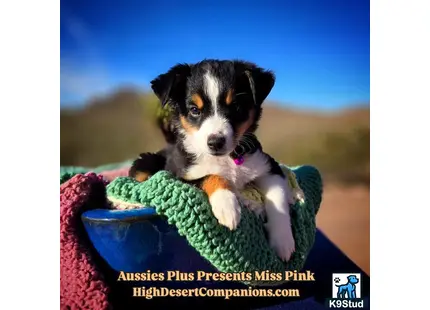 a australian shepherd dog in a garment