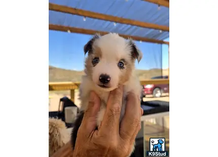 a person holding a australian shepherd dog