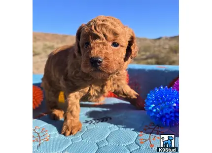 a poodle puppy sitting on a blanket