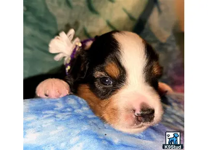 a miniature australian shepherd puppy with a flower on its head