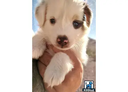 a miniature australian shepherd dog with its paws on its face