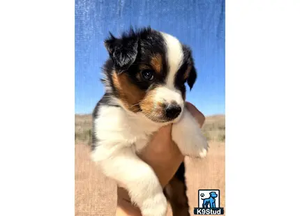 a person holding a miniature australian shepherd puppy