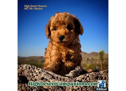 a poodle dog sitting on a log