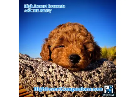 a poodle dog lying on a rock