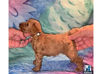 a poodle dog being petted by a hand
