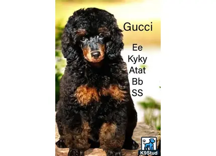 Poodle