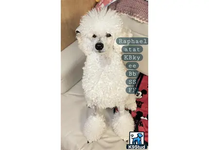 a white poodle dog wearing a pink hat
