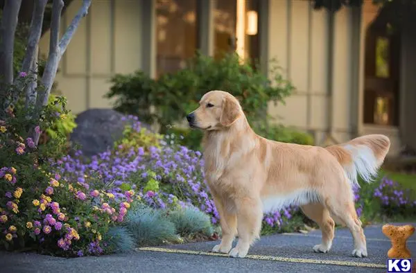 Golden Retriever stud dog