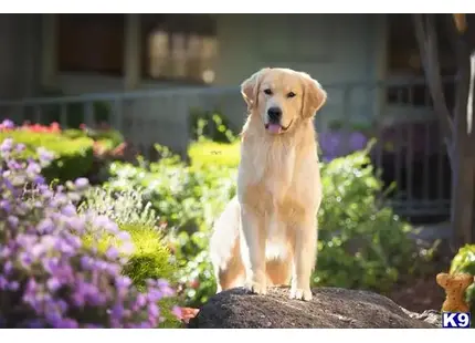 Golden Retriever