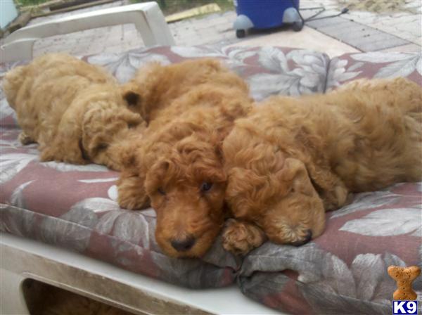 poodle puppy posted by highlandpoodles1