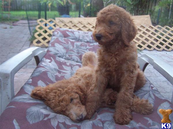 poodle puppy posted by highlandpoodles1