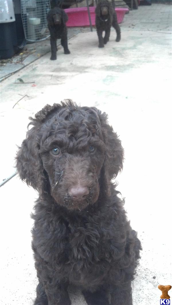 poodle puppy posted by highlandpoodles1