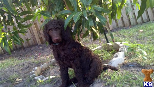 poodle puppy posted by highlandpoodles1