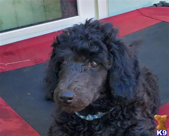 Poodle puppy for sale