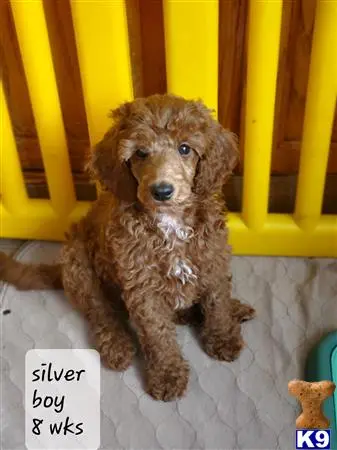 Poodle puppy for sale