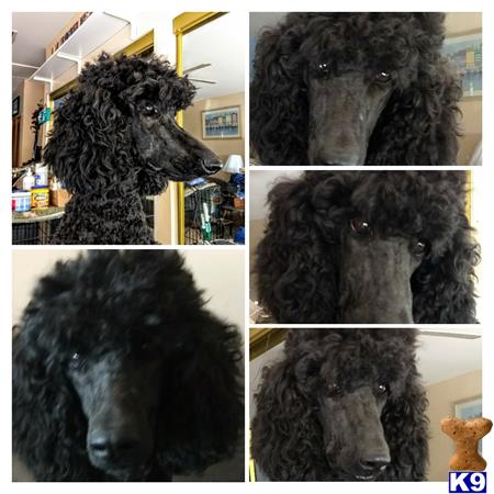 Poodle dog