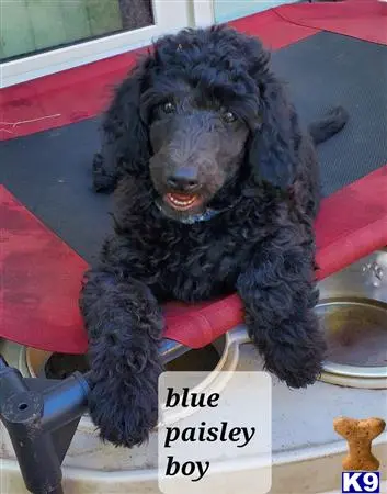 Poodle puppy for sale