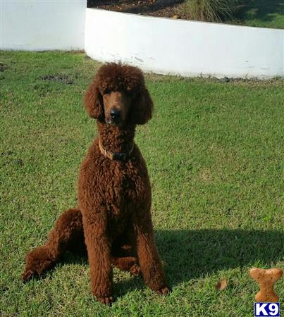 Poodle dog