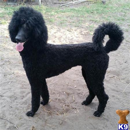 Poodle dog