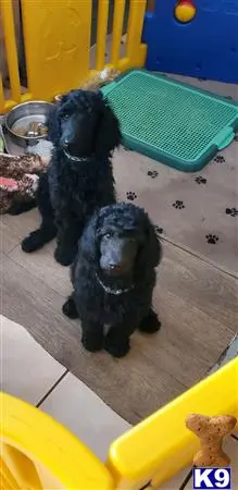 Poodle puppy for sale