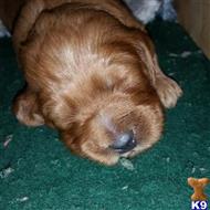 labradoodle puppy posted by highlandpoodles1