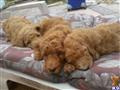 poodle puppy posted by highlandpoodles1