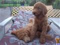poodle puppy posted by highlandpoodles1