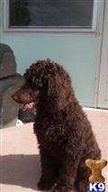 poodle puppy posted by highlandpoodles1