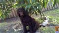 poodle puppy posted by highlandpoodles1