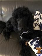 poodle puppy posted by highlandpoodles1