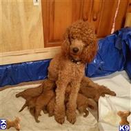 poodle puppy posted by highlandpoodles1