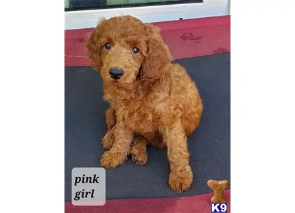 Pink collar girl available Poodle puppy located in JENSEN BEACH