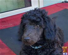 poodle puppy posted by highlandpoodles1