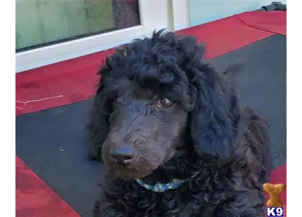 Captain available Poodle puppy located in JENSEN BEACH