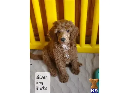 silver collar available Poodle puppy located in JENSEN BEACH