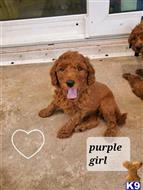 poodle puppy posted by highlandpoodles1