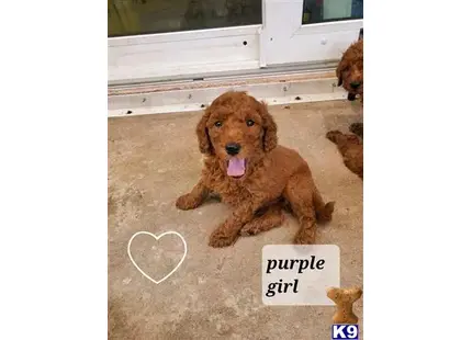 Purple collar girl available Poodle puppy located in JENSEN BEACH