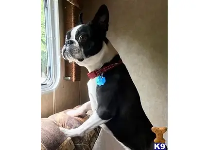 Boston Terrier