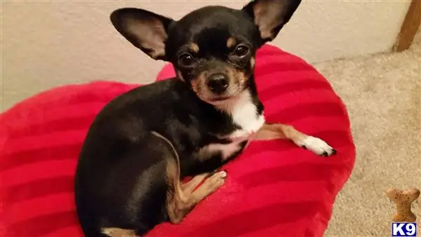 Chihuahua