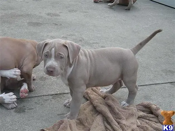 American Pit Bull puppy for sale