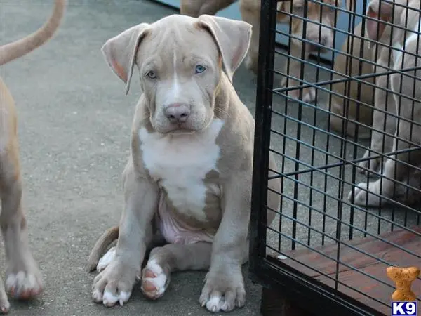 American Pit Bull puppy for sale