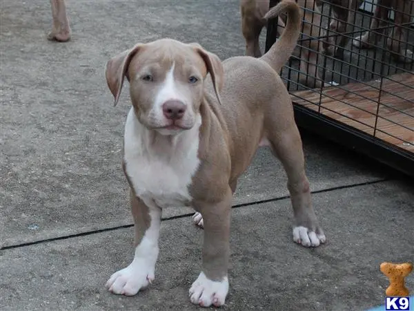 American Pit Bull puppy for sale