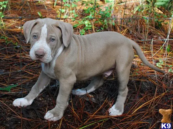 American Pit Bull puppy for sale