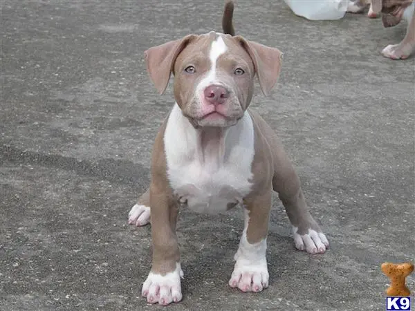 American Pit Bull puppy for sale